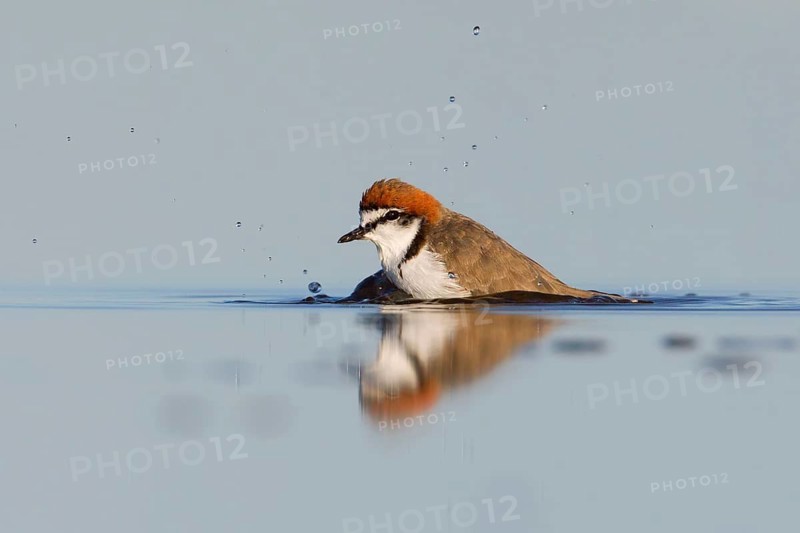 Red-capped Plover (Charadrius ruficapillus) male, Victoria, Australia