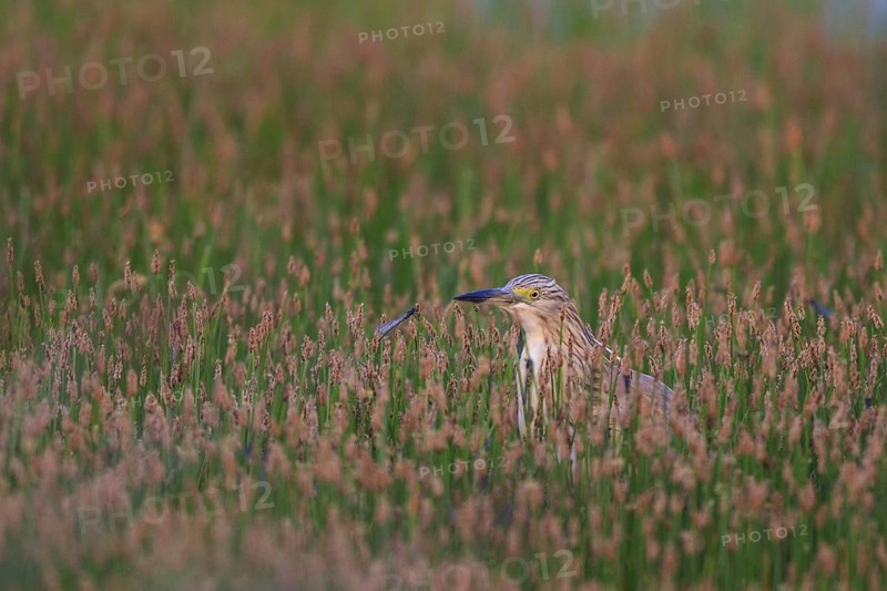 Squacco Heron (Ardeola ralloides), Greece
