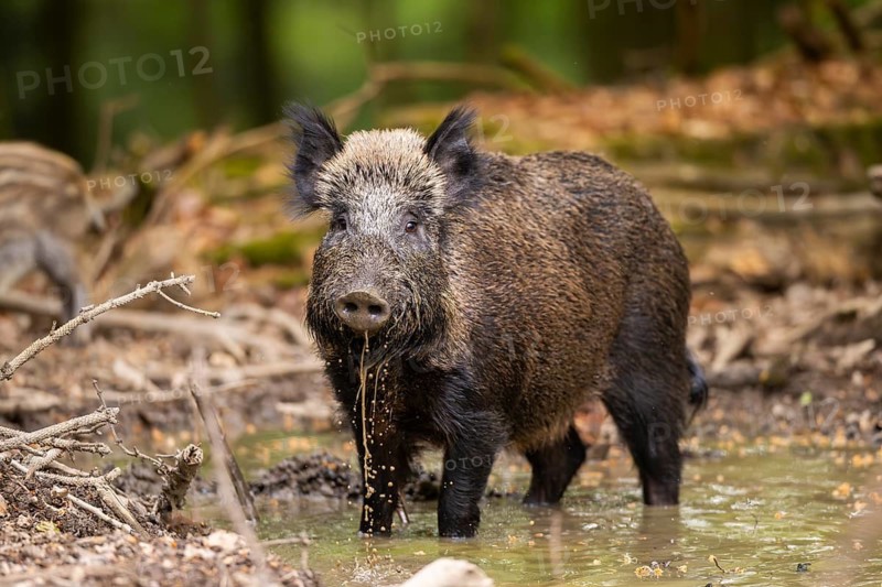 Wild boar (Sus scrofa) standing in a little waterhole in a forest, Bavaria, Germany