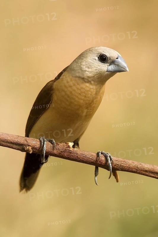 Yellow-rumped Mannikin (Lonchura flaviprymna), Western Australia, Australia