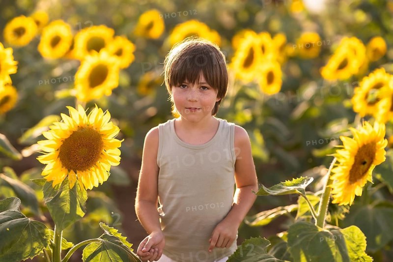 A young child is standing amidst a sunflower field, bathed in warm sunlight. The vibrant yellows of the blooming sunflowers create a cheerful and serene summer atmosphere
