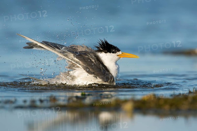 Greater Crested Tern (Thalasseus bergii) bathing, Victoria, Australia