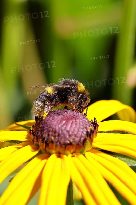 Large earth bumblebee (Bombus terrestris), on yellow flower, Wilnsdorf, North Rhine-Westphalia, Germany