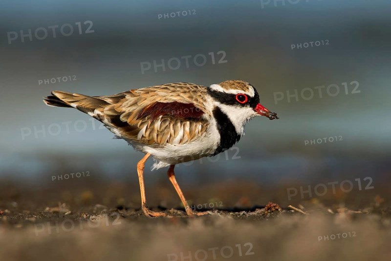 Black-fronted Dotterel (Elseyornis melanops), Victoria, Australia
