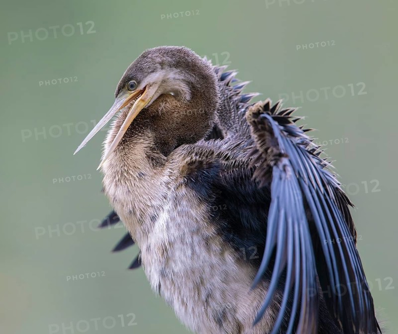 Australasian Darter (Anhinga novaehollandiae) Weibchen, Victoria, Australia