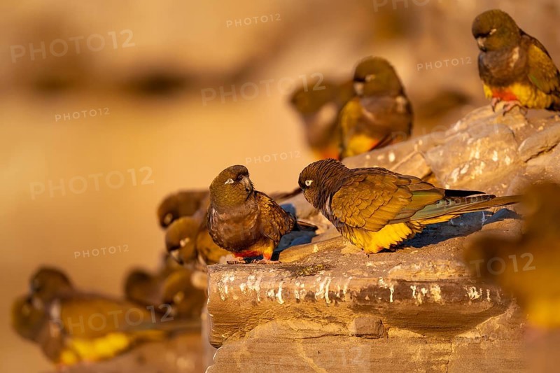 Rock parakeets (Cyanoliseus patagonus), group sitting on sandstone rocks of a breeding colony in the morning light, coast of Río Negro, Patagonia, Argentina