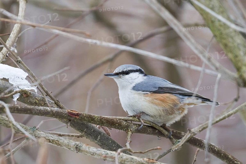 Eurasian Nuthatch (Sitta europaea), Baden-Wuerttemberg, Germany