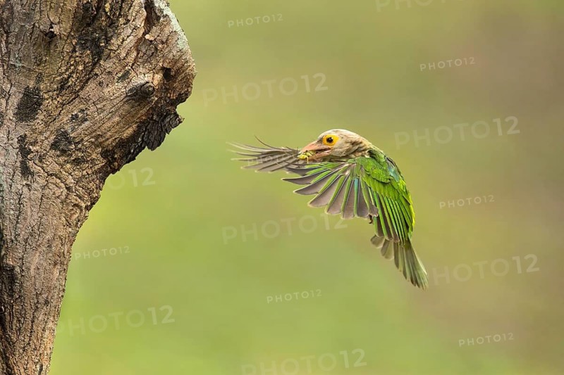 Lineated Barbet (Psilopogon lineatus) flying with food in beak, Chiang Mai, Thailand