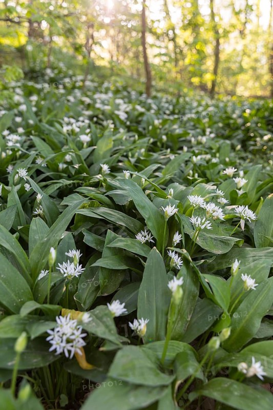 Forest floor with wild garlic (Allium ursinum) in bloom, in Imnitz Park, Zwenkau, Saxony, Germany