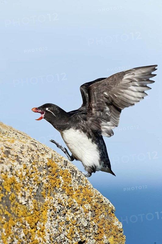 Parakeet Auklet (Aethia psittacula), Alaska, USA