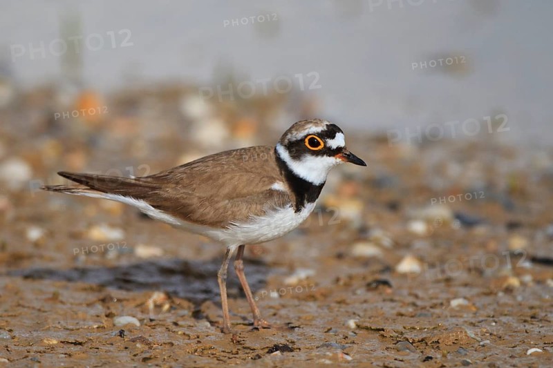 Little Ringed Plover (Charadrius dubius) male, Greece