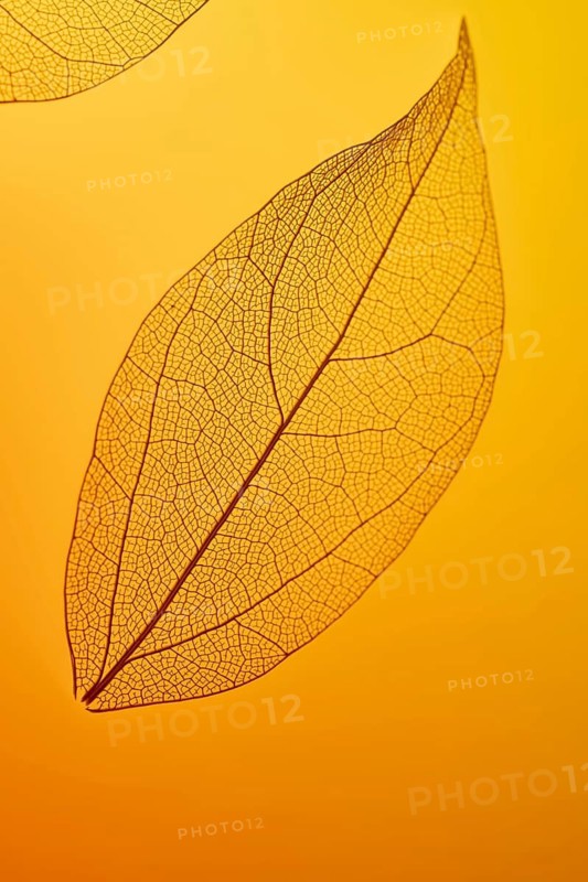 Delicate leaf close-up highlighting its intricate skeleton texture, backlit by warm orange light. Veins create a complex, artistic pattern, emphasizing natural beauty