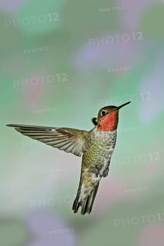 Anna's Hummingbird Calypte anna Huachuca Mountains, Cochise County, ARIZONA, United States 23 August Adult Male Trochilidae