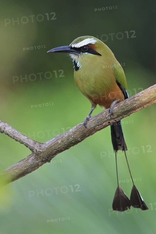 Turquoise-browed Motmot (Eumomota superciliosa) perched on a branch in Costa Rica, Central America