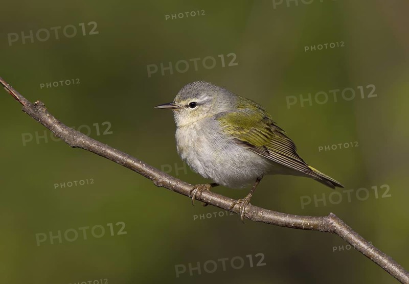 Tennessee Warbler, male