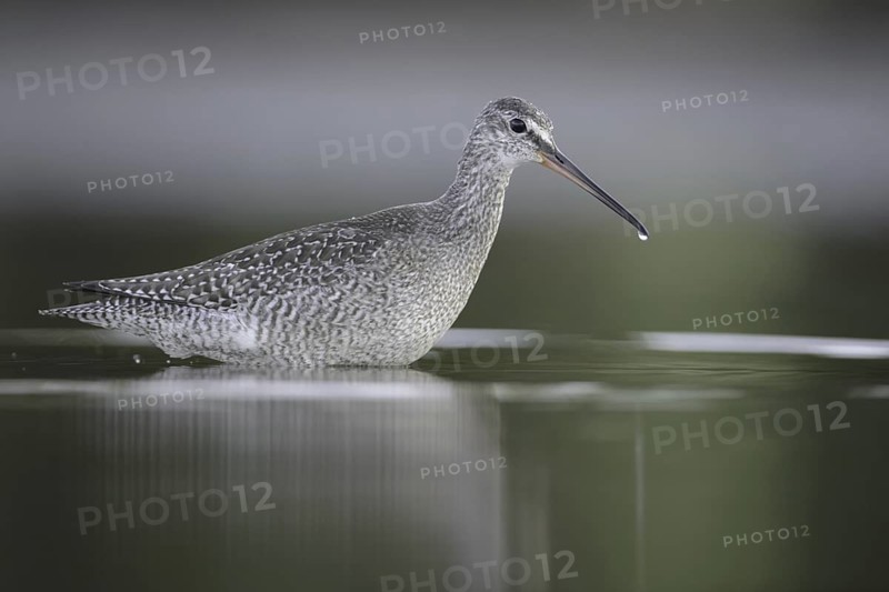 Spotted Redshank (Tringa erythropus), Thuringia, Germany