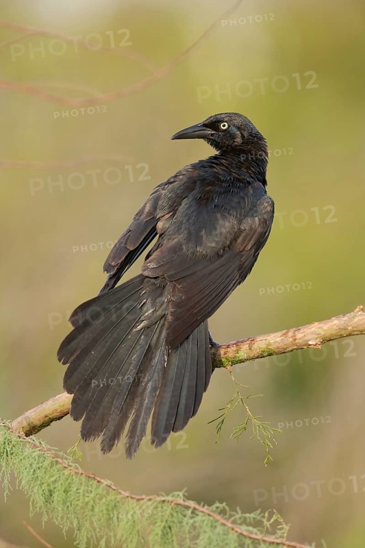 Great-tailed Grackle (Quiscalus mexicanus) perched on a branch, Texas, USA