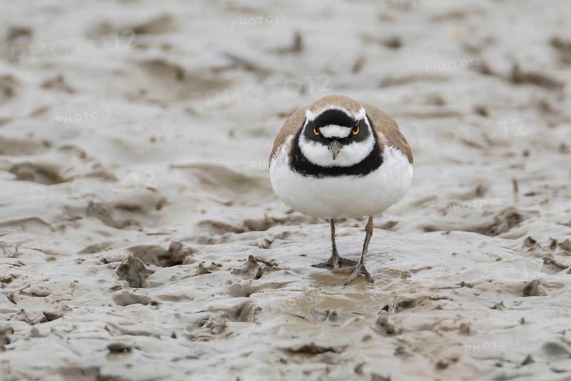 Little ringed plover (Charadrius dubius) adult wading bird on a mudflat, England, United Kingdom