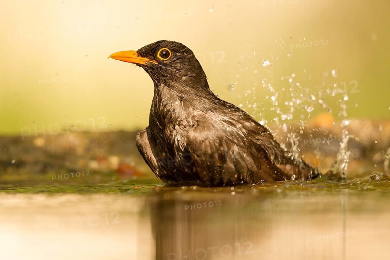 Common Blackbird (Turdus merula) male bathing, Serbia