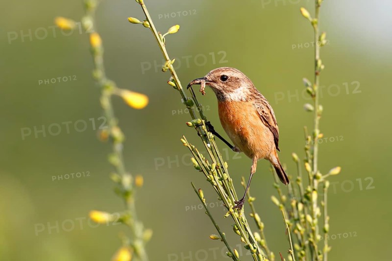 European Stonechat (Saxicola rubicola) female perched on broom with insect in beak, Saxony-Anhalt, Germany