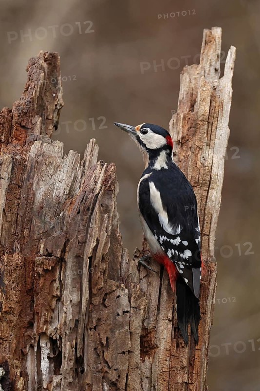 Great Spotted Woodpecker (Dendrocopos major) male, Bavaria, Germany