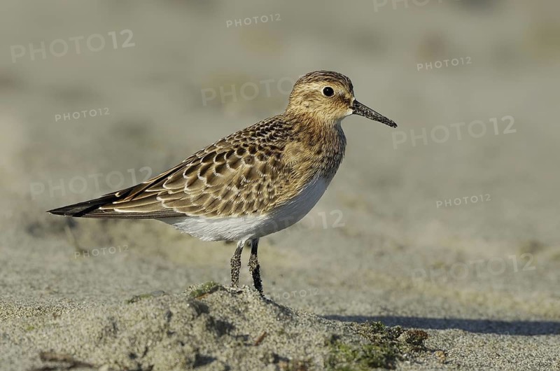 Baird's Sandpiper (Calidris bairdii), British Columbia, Canada
