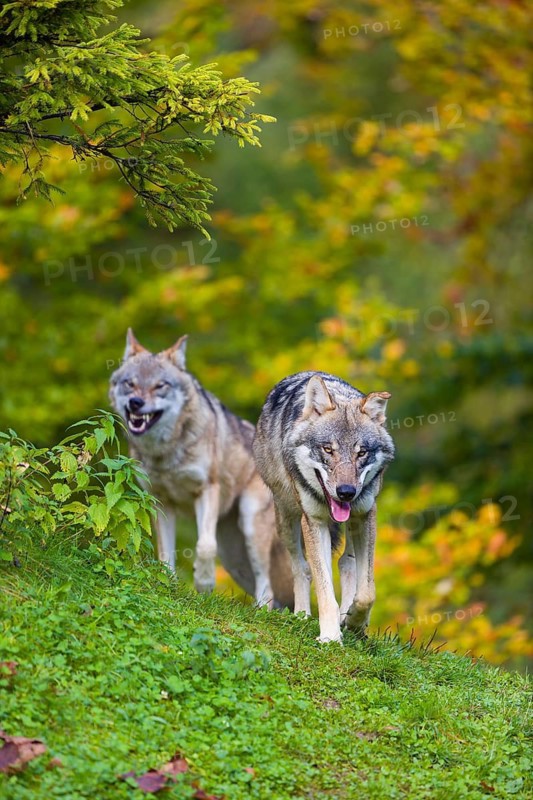 Two eurasian gray wolves (Canis lupus lupus) stand on a hill, observing the area. A forest in fall colours in the background