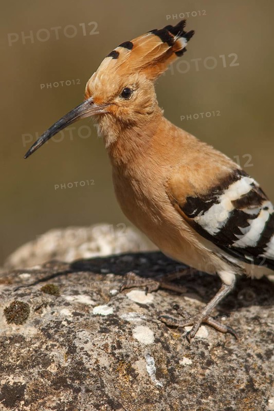 Eurasian Hoopoe (Upupa epops), perched, Castile-La Mancha, Spain