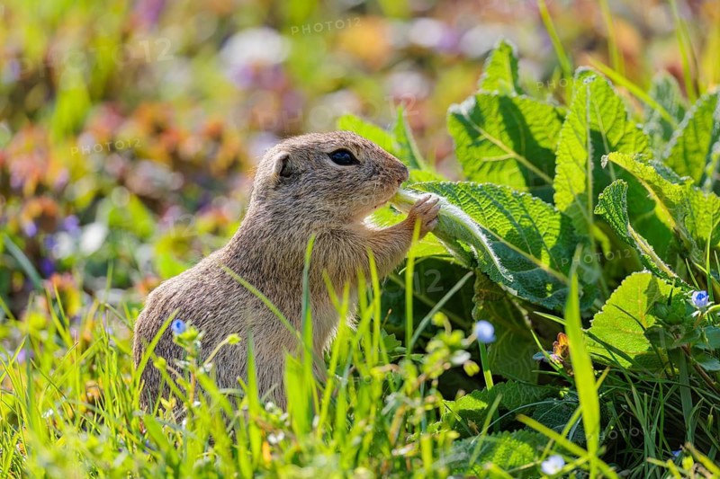 An adult ground squirrel (Spermophilus citellus) eats leaves and flowers on a sunny day in a green meadow with tall vegetation. Austria