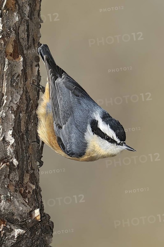 Red-breasted Nuthatch (Sitta canadensis), New Mexico, USA
