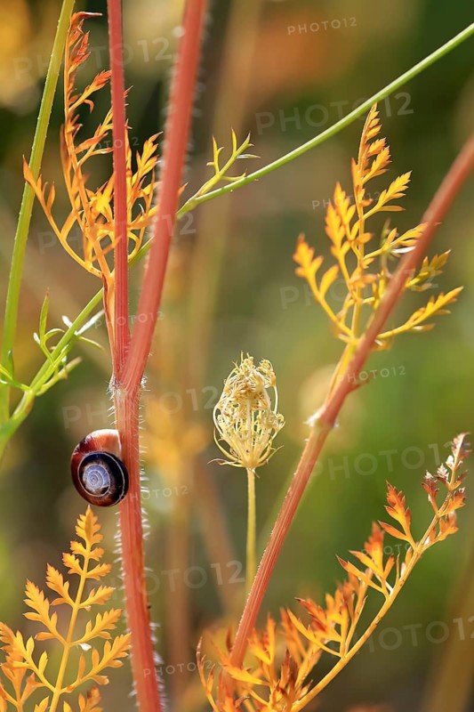Small snails on a summer meadow, Saxony, Germany