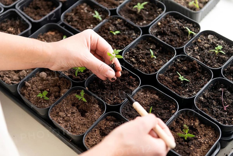 A close up of hands gently planting tomato seedlings in small pots filled with soil, illustrating a nurturing approach to gardening and horticulture. A symbol of growth and care