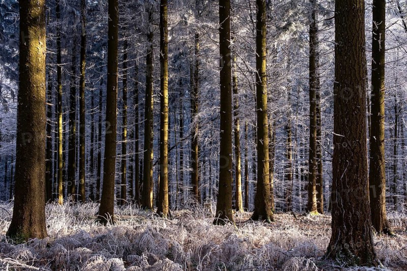 Wintery forest with hoarfrost on Königstuhl mountain, Rhein-Neckar district, Baden-Württemberg, Germany