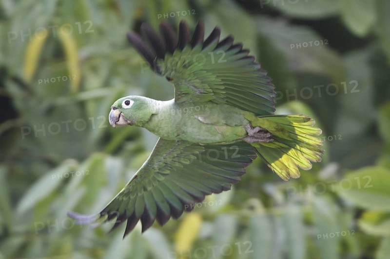 Southern Mealy Amazon (Amazona farinosa) flying, Ecuador