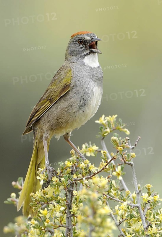 Green-tailed Towhee (Pipilo chlorurus), Oregon, USA