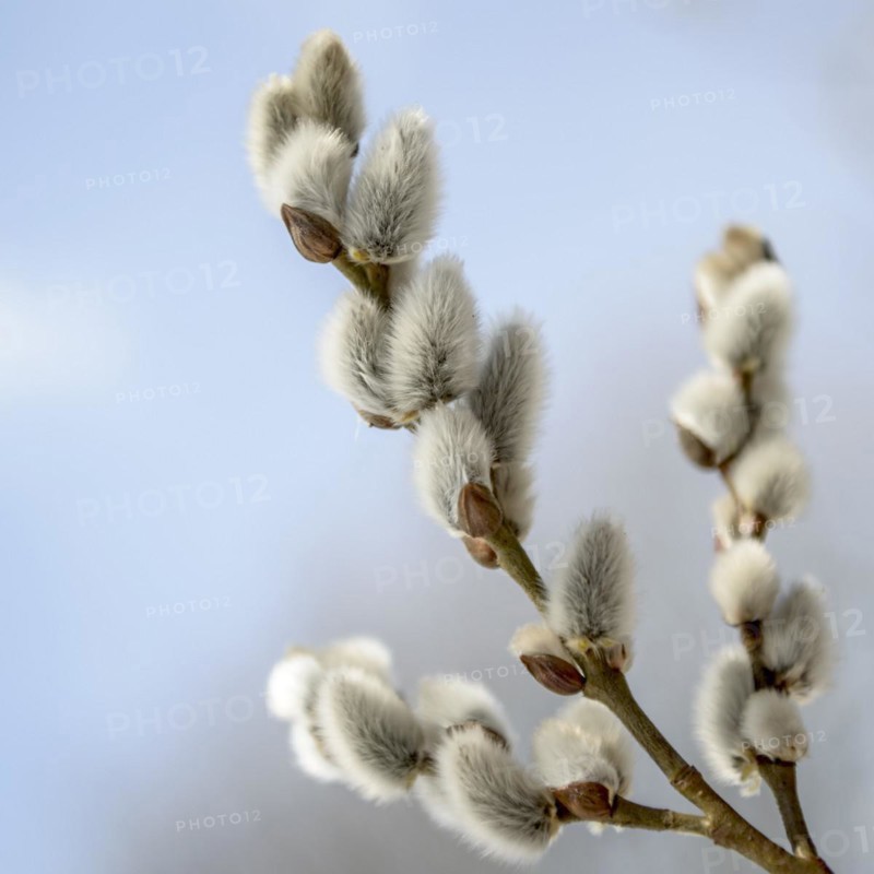 Goat willow (Salix caprea), male flower catkins, Gardens of the World, Berlin, Berlin, Germany