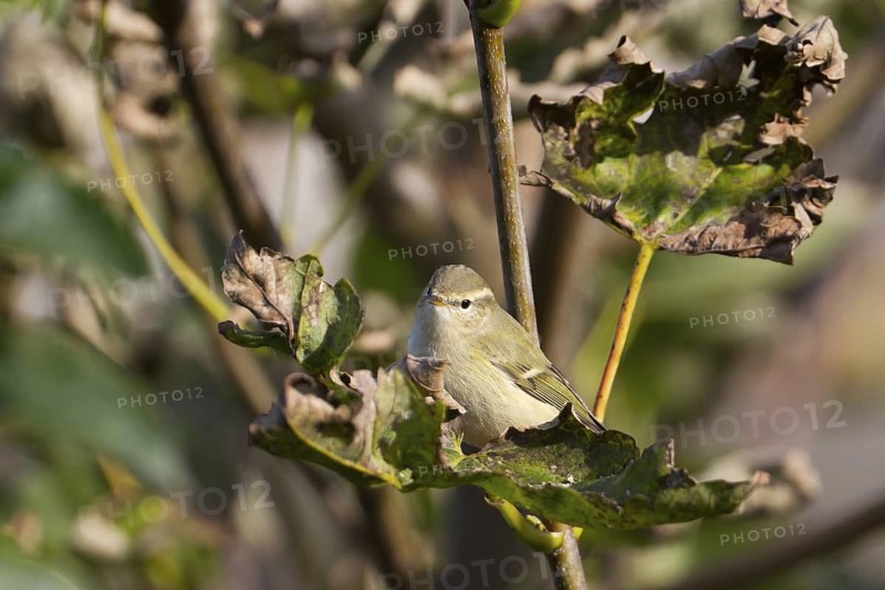 Hume's Leaf Warbler (Phylloscopus humei), Schleswig-Holstein, Germany