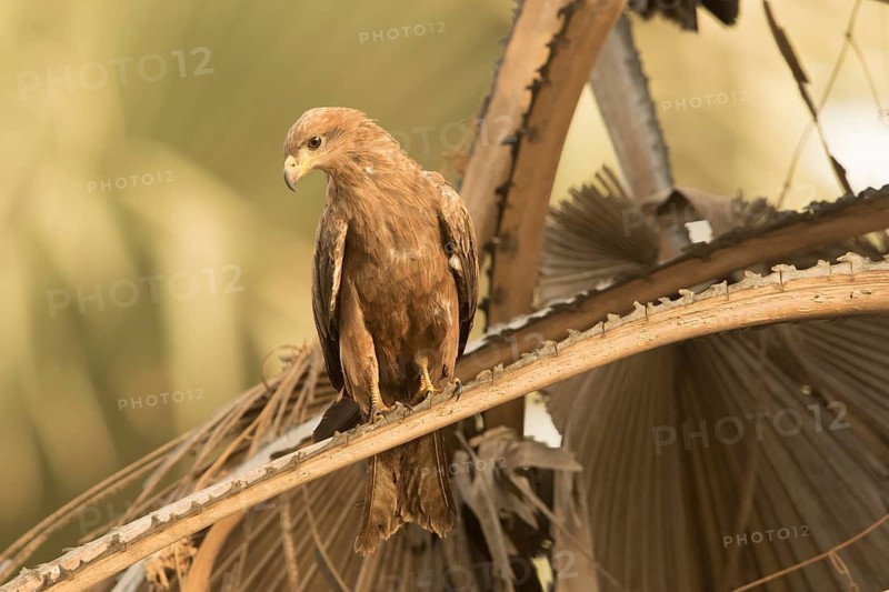 Black Kite (Milvus migrans), Gambia