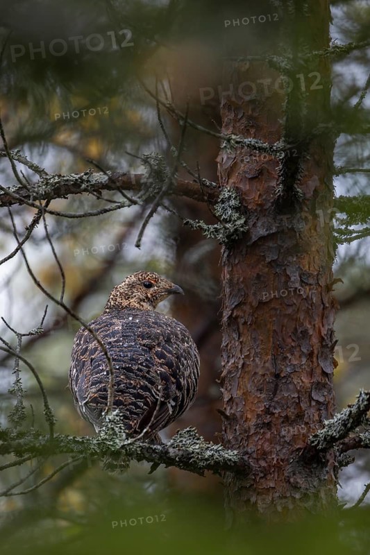 The female capercaillie (Tetrao urogallus) seeks shelter from rain and predators in a dense coniferous forest, on the trunk of a pine tree, secretly, camouflage, September, Sweden