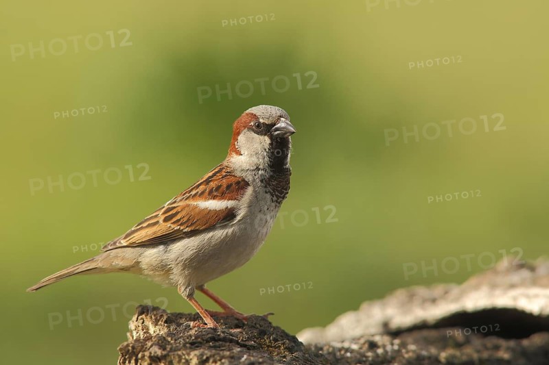 Male house sparrow (Passer domesticus), nature photography, Torrejon El Rubio, Monfragüe, Extremadura, Spain