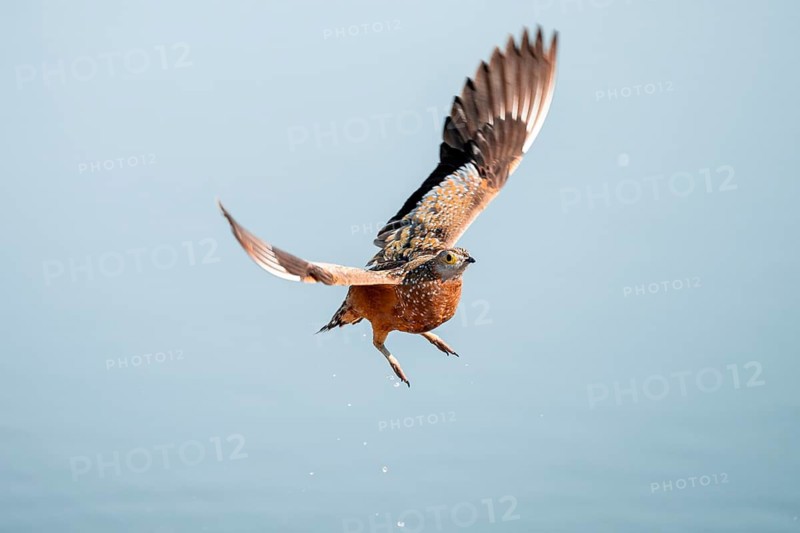Burchell's sandgrouse (Pterocles burchelli) in flight, Savuti, Chobe Nationalpark, Botswana