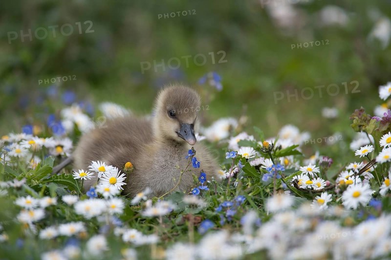 Greylag goose (Anser anser) juvenile baby gosling bird amongst Daisy and Speedwell spring flowers, England, United Kingdom