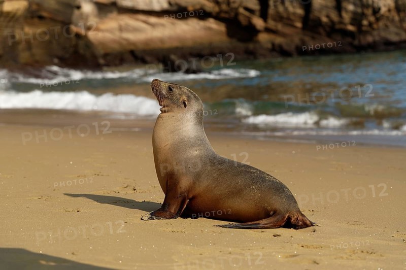 A sea lion rests on a sandy beach, with waves breaking in the background, on the Galapagos Islands, Ecuador