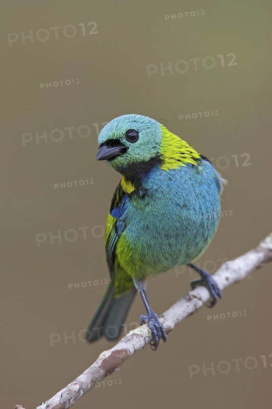Green-headed Tanager (Tangara seledon)