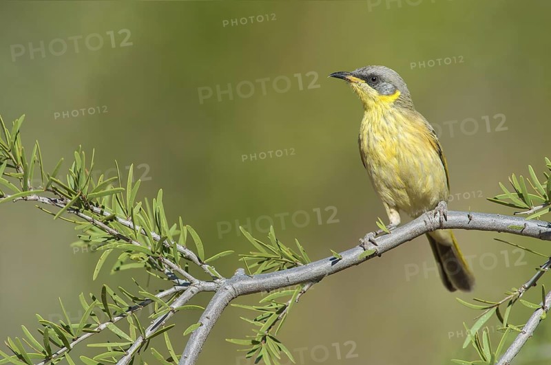 Grey-headed Honeyeater (Ptilotula keartlandi), Northern Territory, Australia