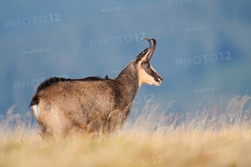 Chamois (Rupicapra rupicapra) in autumn, Vosges, France