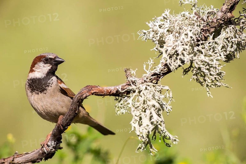 House Sparrow (Passer domesticus) male perched on lichen branch, Andalusia, Spain