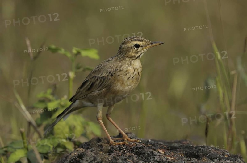 Paddyfield Pipit (Anthus rufulus), Goa, India