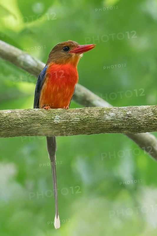 Brown-headed Paradise Kingfisher (Tanysiptera danae) perched on a branch in Papua New Guinea