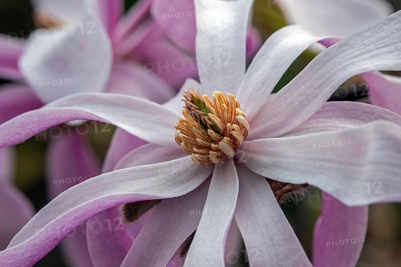 Flower of the star magnolia (Magnolia stellata), Baden-Württemberg, Germany